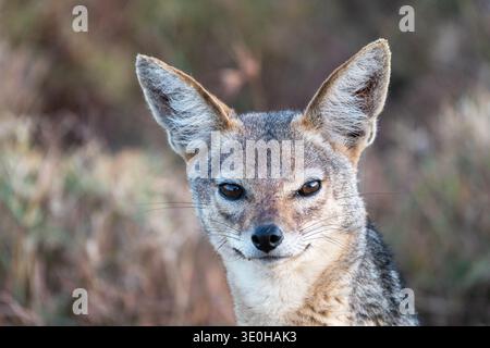 Black-backed Jackal (Canis Mesomelas) Stockfoto