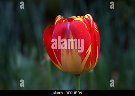 Einzelne „Banja Luka“ Darwin Hybrid-Tulpe in Blüte mit auffälligen roten und gelben Blütenblättern vor einem verschwommenen grünen Gartenhintergrund. Stockfoto