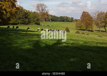 Weidevieh auf Ackerland in der Nähe von Old Winchester Hill, Hampshire, England, Großbritannien, Oktober 2018 Stockfoto