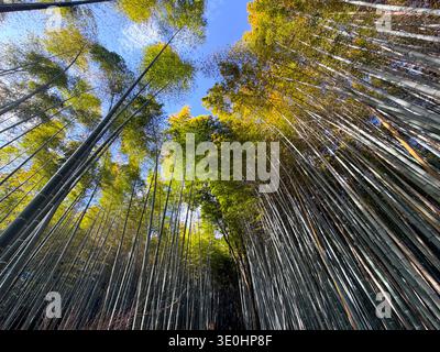 Arashiyama Bambuswald, Sagano Bamboo Grove, Kyoto, Japan Stockfoto