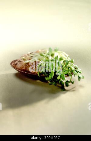 Frische Ansammlungen von Gartenkresse und Luzerne-Sprossen. Ein sauberes, minimalistisches Studio, das Bio-Wachstum, rohe Vitalität und Superfood-Ernährung beleuchtet Stockfoto