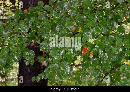 Herbstwald nach Regen. Üppiges Laub, nassgrüne und goldene Blätter auf großen Bäumen, malerische Aussicht. Stockfoto