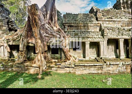Riesige Baumwurzeln umschließen die Steinruinen des Tempels in Ta Prohm und zeigen, wie die Natur künstliche Stätten in Kambodscha erobert. Stockfoto
