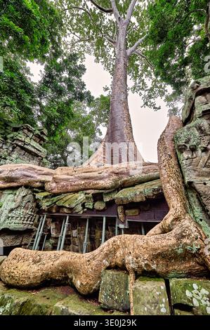 Riesige Baumwurzeln umschließen Steinruinen im Tempel Ta Prohm in Angkor, Kambodscha, und zeigen die Kraft der Natur und die Bemühungen um den Erhalt. Stockfoto