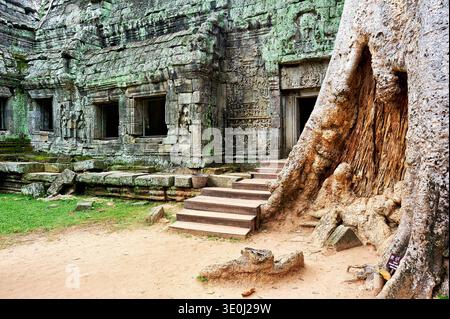 Die Wurzeln eines riesigen Baumes schlängeln sich um Steinmauern des Tempels Ta Prohm in Angkor, Kambodscha. Die Natur hat diese historische Stätte zurückerobert. Stockfoto