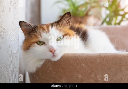 Warmes Lifestyle-Porträt einer entspannten Calico-Katze mit grünen Augen auf einem weichen Katzenbett in der Nähe eines Fensters. Natürliches Sonnenlicht sorgt für eine gemütliche Atmosphäre Stockfoto