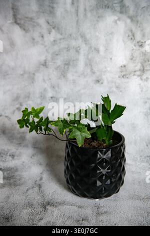 Dekorative Efeupflanze in einem schwarzen Topf auf einem grauen Betonhintergrund, Kopierraum Stockfoto
