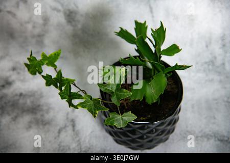 Dekorative Efeupflanze in einem schwarzen Topf auf einem grauen Betonhintergrund, Kopierraum Stockfoto