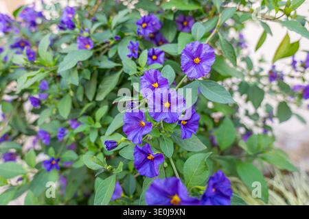Ein üppig grüner Busch mit auffälligen lila und blauen Kartoffelbuschblüten (Lycianthes rantonnetii), die wunderschön im natürlichen Sommerlicht blühen. Stockfoto