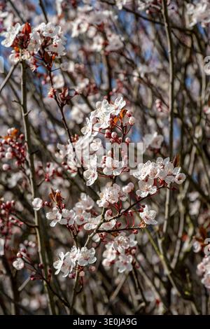 Kirschblüte (Sakura), die in der frühen Frühlingssaison auf dem Land Großbritanniens auf Kirschbäumen wächst. Stockfoto