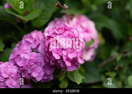 Eine enge Nahaufnahme fängt die intensiven, leuchtenden rosa und magentaroten Blüten einer blühenden Hortensie-Blüte ein. Der zentrale Cluster ist scharf fokussiert, weiß Stockfoto