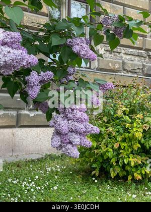 Blühende lilafarbene Zweige mit violetten Blütentrauben und grünen Blättern in der Nähe von Wohnbaumauer und Gartensträuchern im Frühjahr. Botanische Bildung Stockfoto