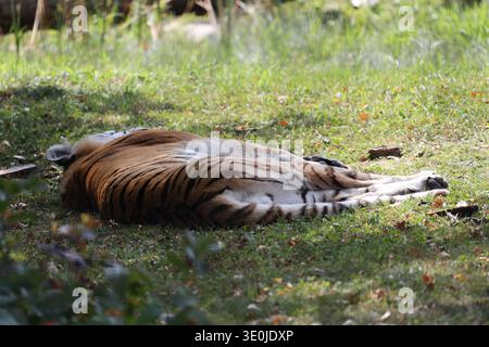 amur-Tiger ausgestreckt auf Gras im Schatten (Rückansicht) Stockfoto