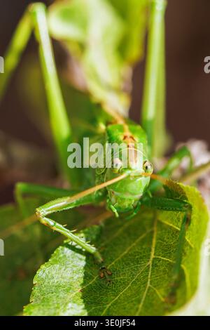 Makroporträt von grünem Katydid-Grashüpfer auf Blatt Stockfoto