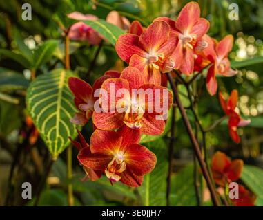 Orange Phalaenopsis Horizon Orchideenblüte im Garten auf verschwommenem Hintergrund. Stockfoto