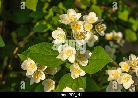 Close-up Philadelphus coronarius (süße Mock-Orange, englischer Dogwood). Weißer Garten Jasmin Blumen. Hintergrund der Frühlingsblüte. Stockfoto