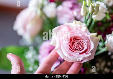 Sanft berührende, zarte rosa Rosenblüte, genießen Sie die frischen Blütenblätter und die lebendigen Farben eines abwechslungsreichen Blumenarrangements, die Anmut und Natu symbolisieren Stockfoto