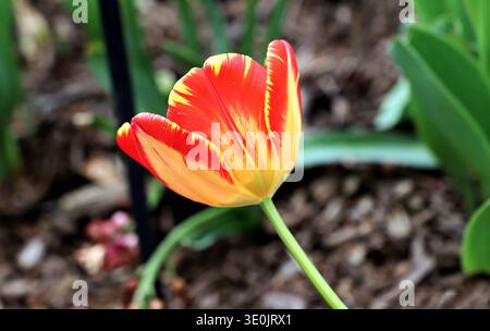 Eine Nahaufnahme einer farbenfrohen rot-gelben Darwin Hybrid-Tulpe „Banja Luka“, die in einer Gartenumgebung blüht. Stockfoto
