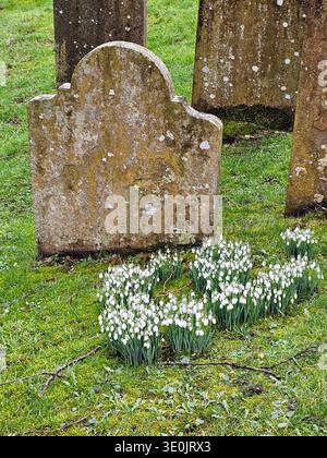 Schneeglöckchen auf einem Friedhof im Februar, Hawes, Yorkshire Dales. Frühlingsboten, Schneeglöckchen neben einem alten Grabstein. Stockfoto