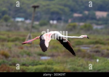 Großer Flamingo (Phoenicopterus roseus) im Flug über das Naturschutzgebiet S'Albufera auf Mallorca, mit vollständig ausgebreiteten Flügeln mit rosa und schwarzem Gefieder Stockfoto