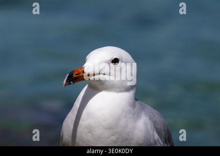 Audouins Möwe (Ichthyaetus audouinii) Nahaufnahme Porträt mit rotem Schnabel vor türkisfarbenem Meer an der Küste Mallorcas, Balearen Inseln Stockfoto