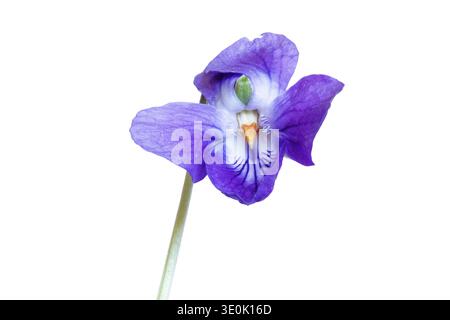 Süssviolett (Viola odorata). Nahaufnahme der kleinen Blume und Stil einer süßen violetten Wildblume, alias Holzviolett, englisches Violett, gemein Violett Stockfoto