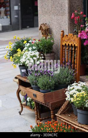 Dekoratives Blumengeschäft im Freien mit Lavendel- und marguerite-Gänseblümchen in Töpfen auf Vintage-Holzmöbeln. Städtisches Blumendisplay geeignet für Stockfoto