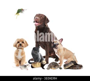 Gruppe verschiedener niedlicher Tiere auf weißem Hintergrund Stockfoto