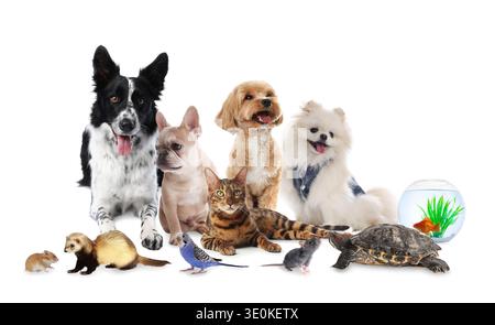 Gruppe niedlicher Haustiere auf weißem Hintergrund. Verschiedene Tiere Stockfoto