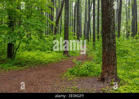 Wanderweg im Frühling im Wald, Shenandoah National Park, Virginia Stockfoto
