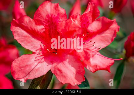 Indische Azaleen (Rhododendron simsii) blühen am 16. März 2024 im Charles Wood Japanese Garden in Mobile, Alabama. Stockfoto