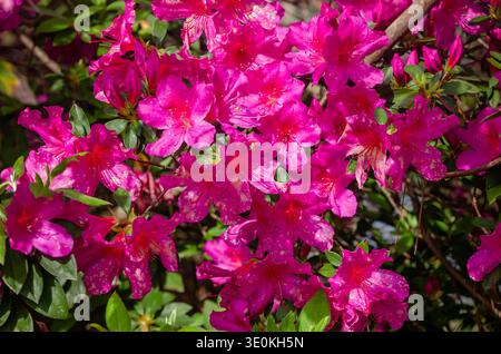 Indische Azaleen (Rhododendron indicum) zeigen Blütenfäule (Ovulinia azaleae), während sie im Charles Wood Japanese Garden in Mobile, Alabama, blühen. Stockfoto