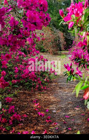 Indische Azaleen (Rhododendron indicum) blühen am 16. März 2024 im Charles Wood Japanese Garden in Mobile, Alabama. Stockfoto