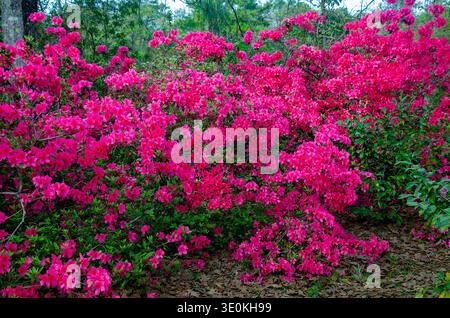 Indische Azaleen (Rhododendron indicum) blühen am 16. März 2024 im Charles Wood Japanese Garden in Mobile, Alabama. Stockfoto