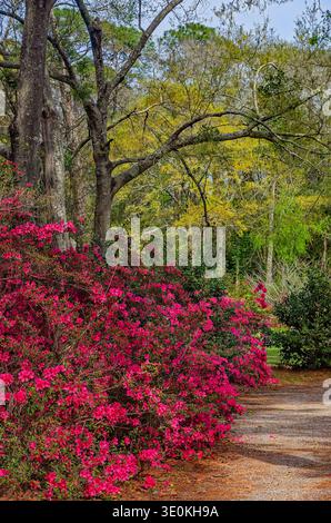 Indische Azaleen (Rhododendron indicum) blühen am 16. März 2024 im Charles Wood Japanese Garden in Mobile, Alabama. Stockfoto