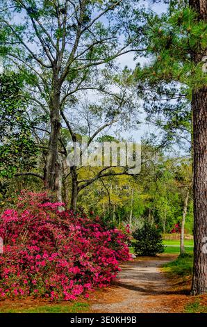 Indische Azaleen (Rhododendron indicum) blühen am 16. März 2024 im Charles Wood Japanese Garden in Mobile, Alabama. Stockfoto