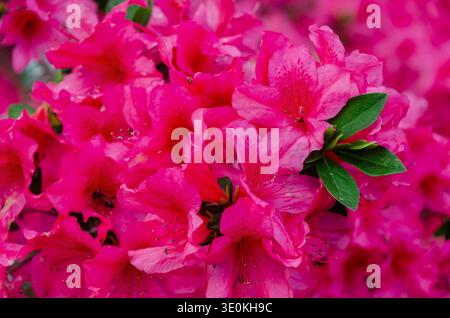 Indische Azaleen (Rhododendron indicum) blühen am 16. März 2024 im Charles Wood Japanese Garden in Mobile, Alabama. Stockfoto