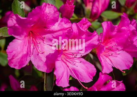 Indische Azaleen (Rhododendron indicum) blühen am 16. März 2024 im Charles Wood Japanese Garden in Mobile, Alabama. Stockfoto