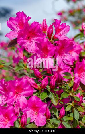 Indische Azaleen (Rhododendron indicum) blühen am 16. März 2024 im Charles Wood Japanese Garden in Mobile, Alabama. Stockfoto