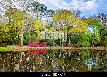 Ein Koi-Teich ist gefüllt mit toten Lotusblüten im Charles Wood Japanese Garden, 16. März 2024, in Mobile, Alabama. Stockfoto