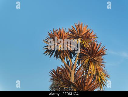 Tiefwinkelansicht der Cordyline australis mit bronzebroten Blättern und verzweigten Stämmen unter einem hellblauen Himmel Stockfoto
