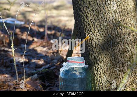 ahornsaft tropft von einem Spiel in ein überdachtes Glas, das sich in einem sonnendurchfluteten Wald an einen Baum lehnt und die traditionelle Sirup-Herstellung, saisonale harve, einfängt Stockfoto