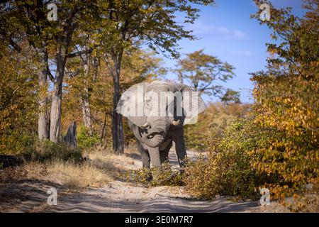 Afrikanischer Elefant, Loxodonta Africana, Begegnung inmitten einer unbefestigten Straße, interessiert, umgeben von Herbstbäumen. Stockfoto
