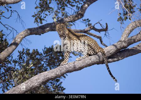 Afrikanischer Leopard (Panthera pardus) hoch oben auf einem Baumzweig. Schwer fassbares Raubtier in seinem natürlichen Lebensraum in Savuti, Botswana. Stockfoto