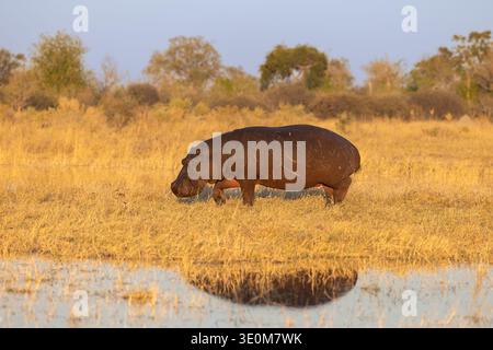 Ein massiver Hippopotamus (Hippopotamus amphibius) weidet am Ufer mit einer klaren Wasserspiegelung. Okavango Delta, Botswana, Afrika. Stockfoto