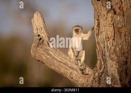 Vervet Affe (Chlorocebus pygerythrus) hob auf einem Baumstamm und schaute in freier Wildbahn am Chobe River in Botswana auf die Kamera. Afrikanischer Primatenschuss. Stockfoto