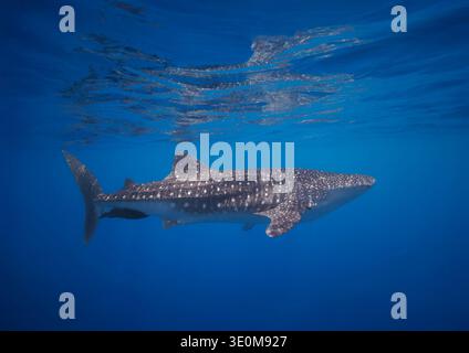 Der Walhai Rhiniodon Typus ist die weltweit größte Fischart. Baucau, Demokratische Republik Timor-Leste, Indopazifischer Ozean. Stockfoto
