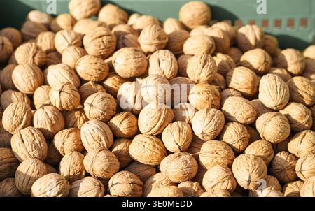 Großer Haufen ganzer Walnüsse in der Schale, ausgestellt am Marktstand der Bauern. Natürliche Bio-Nüsse, gesunde Nährstoffe und Herbsterntekonzept Stockfoto