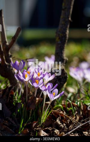 Purpurroter Frühlingscrocus Crocus vernus blüht zwischen trockenen Blättern im Wald. Naturszene im frühen Frühling mit zarten Blüten und warmem Sonnenlicht. Stockfoto