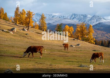 Kühe, die auf goldener Herbstwiese zwischen Lärchen weiden, schneebedeckte Berge im Hintergrund, friedliche ländliche Landschaft. Stockfoto